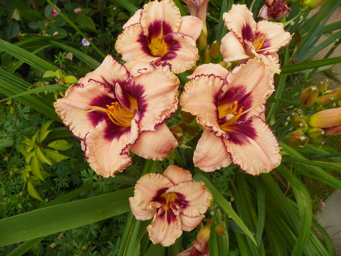 2 iul (59) - Hemerocallis 2016