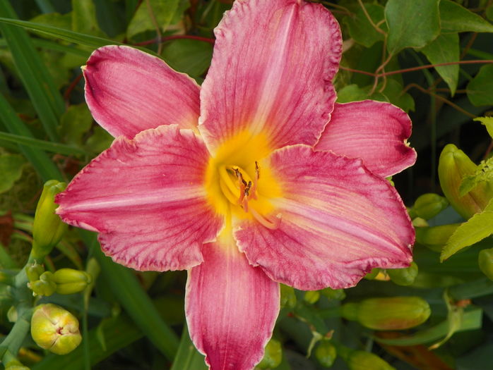 2 iul (61) - Hemerocallis 2016