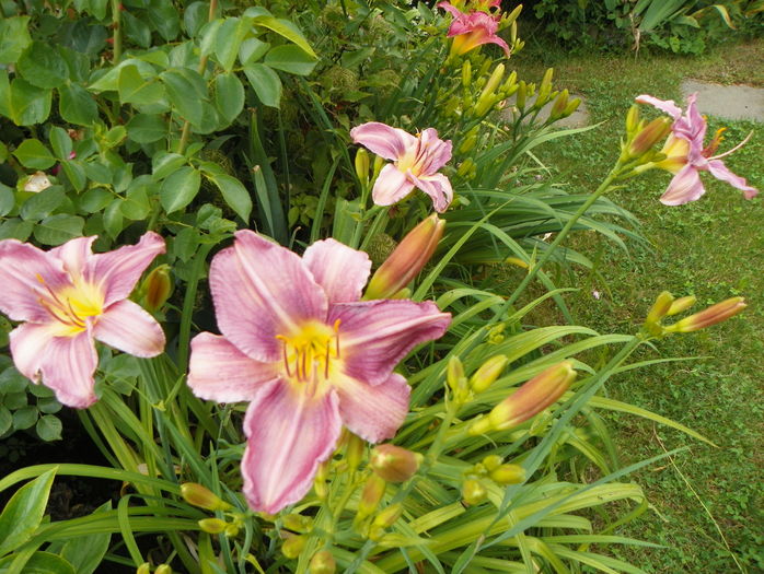 Blue Eyes - Hemerocallis 2016