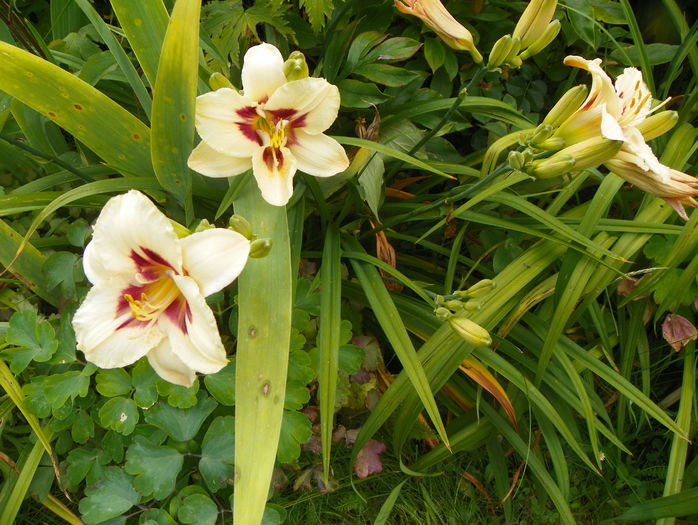 2 iul (64) - Hemerocallis 2016