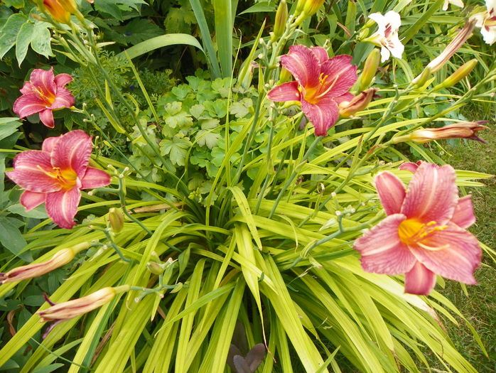 2 iul (68) - Hemerocallis 2016
