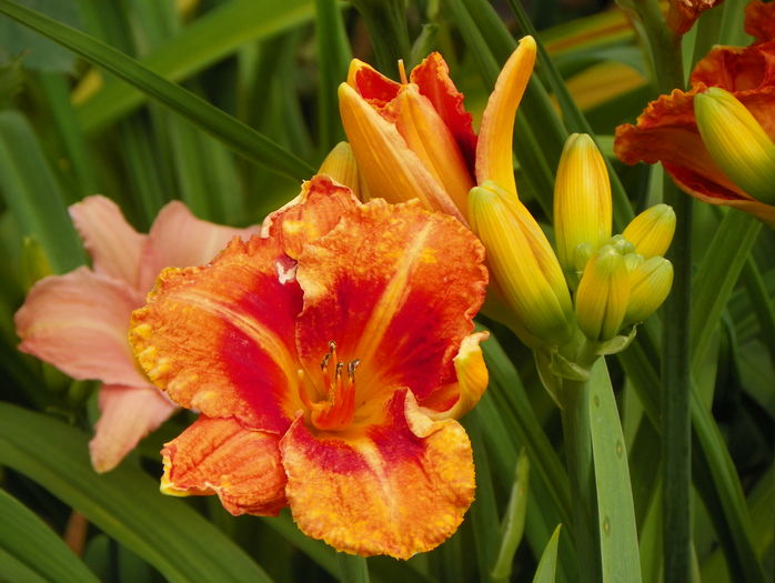 2 iul (89) - Hemerocallis 2016