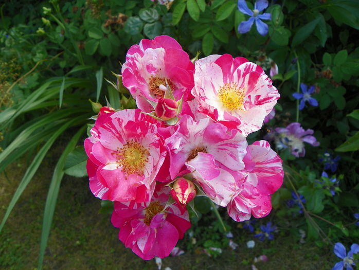 Mind Games - Trandafiri 2016 - 3