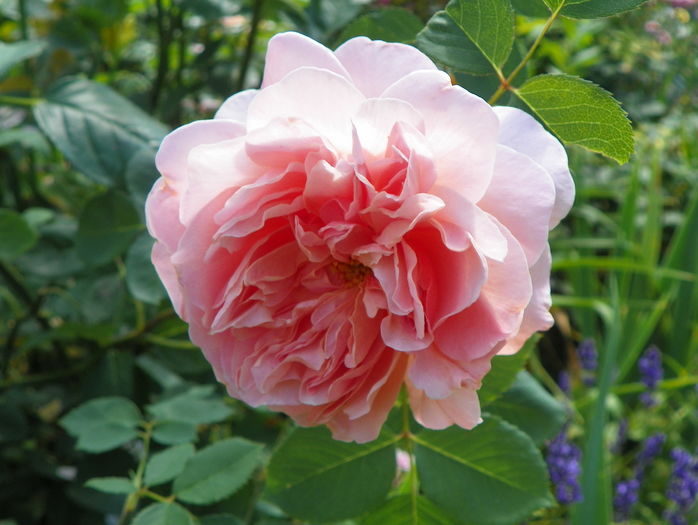 Tea Clipper - Trandafiri 2016 - 3