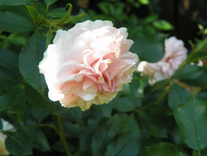 Larissa - Trandafiri 2016 - 3