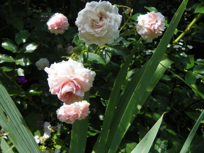 Larissa - Trandafiri 2016 - 3