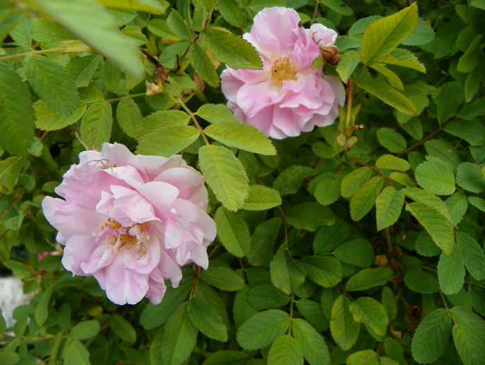 Martin Frobisher - Trandafiri 2016 - 3