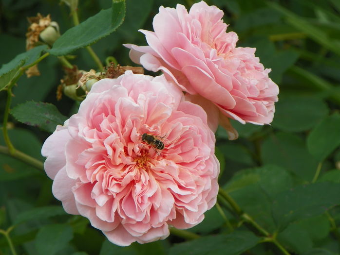 Tea Clipper - Trandafiri 2016 - 3