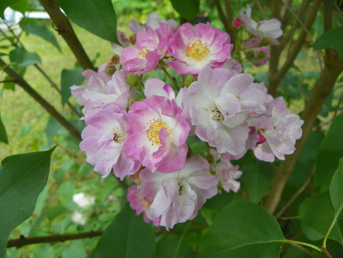 Robin Rambler - Trandafiri 2016 - 3