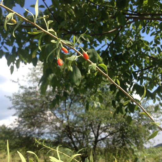 image - arbusti goji