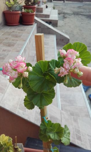 appleblossom rosebud