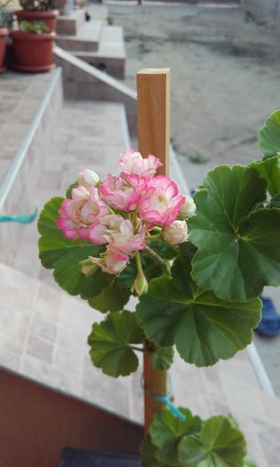 20160705_073847 - muscate 2016