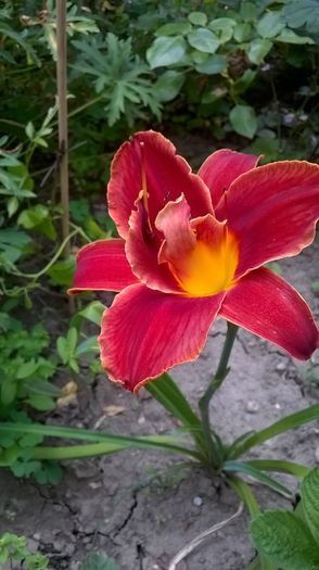 Highland Lord - 2016 Hemerocallis