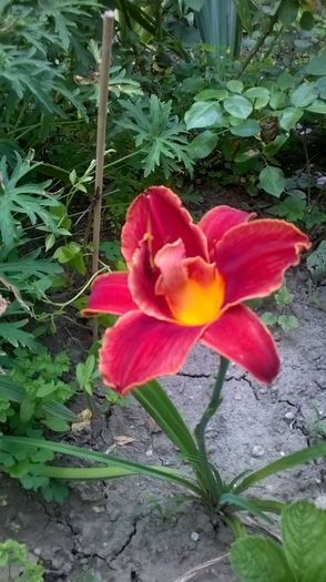 WP_20160704_094 - 2016 Hemerocallis