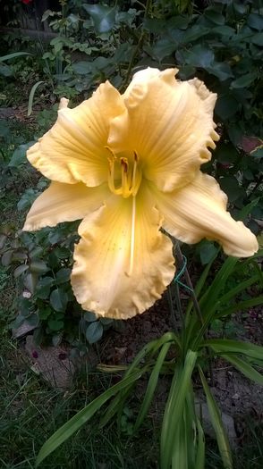 Yazoo Elsie Hinston - 2016 Hemerocallis