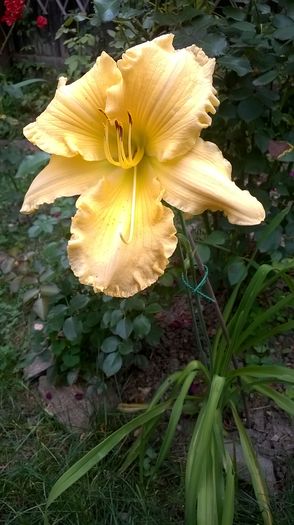 Yazoo Elsie Hinston - 2016 Hemerocallis