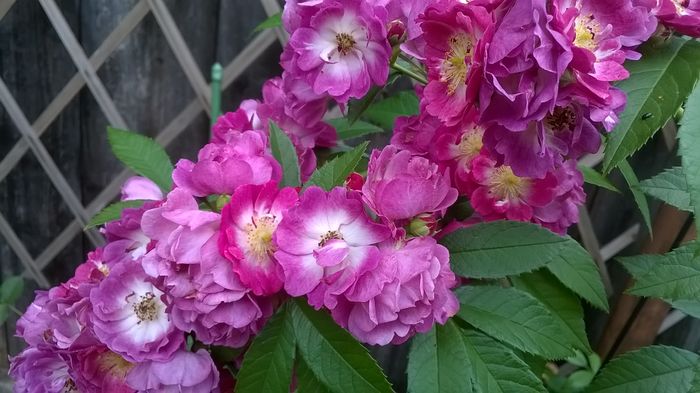 WP_20160704_109