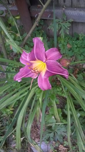 prairie blue eyes - 2016 Hemerocallis