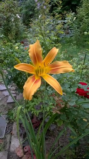 WP_20160704_053 - 2016 Hemerocallis