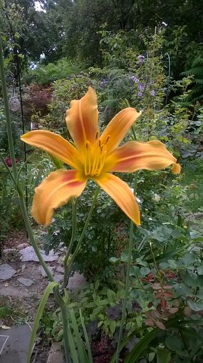 WP_20160704_055 - 2016 Hemerocallis