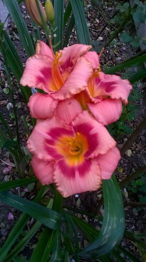 WP_20160704_064 - 2016 Hemerocallis