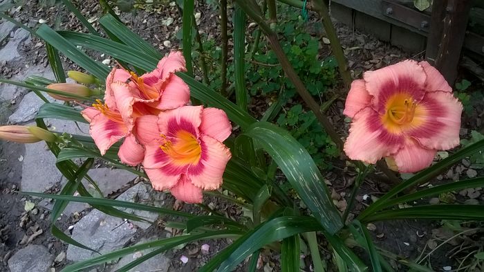 Strawberry Candy - 2016 Hemerocallis