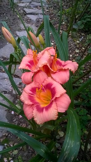 WP_20160704_066 - 2016 Hemerocallis