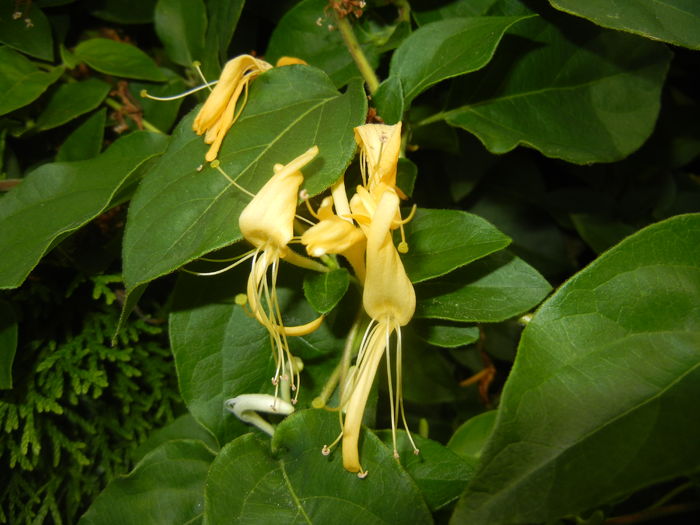 Lonicera japonica (2016, June 12)