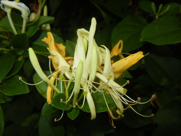 Lonicera japonica (2016, June 12)