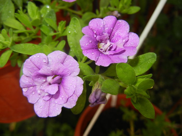 Calibrachoa Double Amethyst (16,Jun.17)