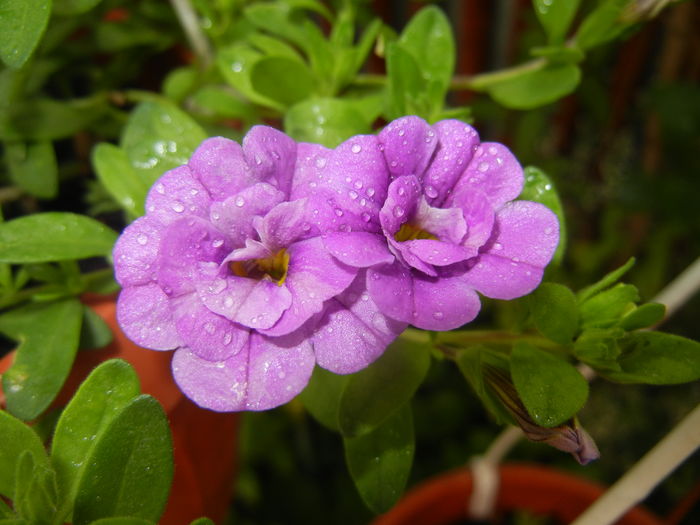 Calibrachoa Double Amethyst (16,Jun.17) - Calibrachoa Double Amethyst