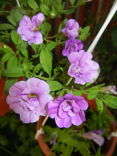 Calibrachoa Double Amethyst (16,Jun.18) - Calibrachoa Double Amethyst