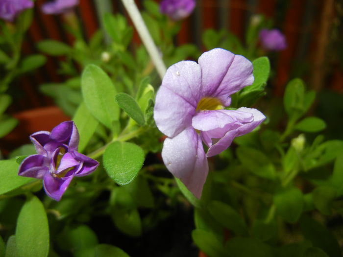 Calibrachoa Double Amethyst (16,Jun.18) - Calibrachoa Double Amethyst