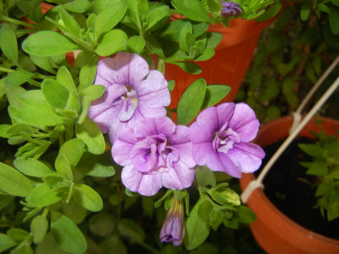 Calibrachoa Double Amethyst (16,Jun.18)