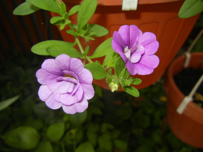 Calibrachoa Double Amethyst (16,Jun.20) - Calibrachoa Double Amethyst