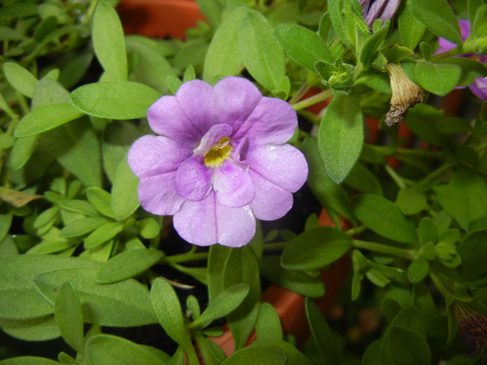 Calibrachoa Double Amethyst (16,Jun.21) - Calibrachoa Double Amethyst