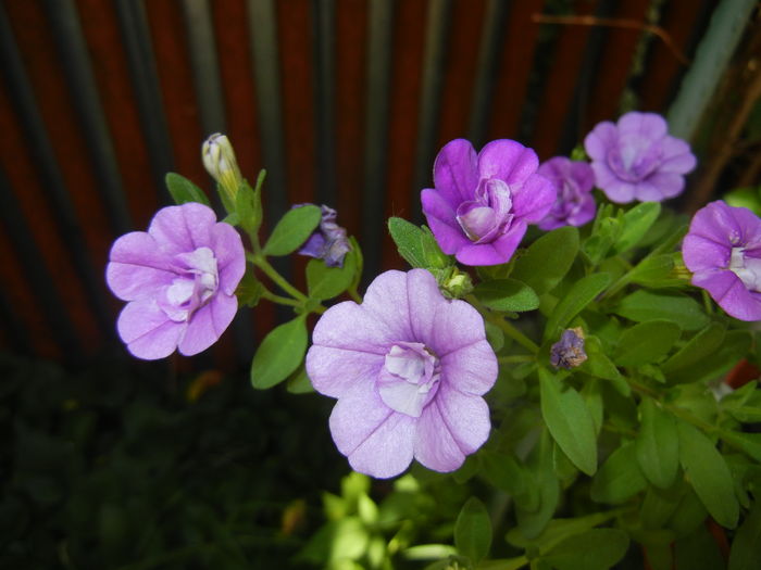 Calibrachoa Double Amethyst (16,Jun.24) - Calibrachoa Double Amethyst