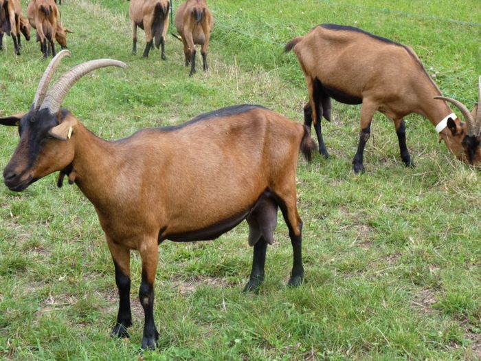 Alpinele deosebite-jg66 - Rase de oi si capre poze deosebite 11