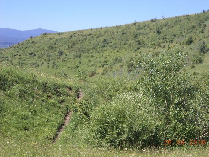 Coasta plina de ienupar - PLANTE SI FRUNZE DE ARBORI IN HRANA CAPRELOR