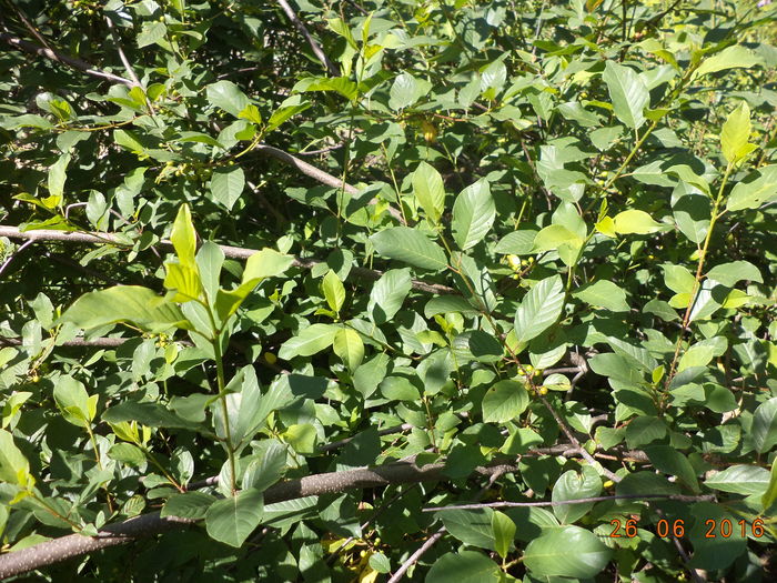 Crusinul verde-6sy - PLANTE SI FRUNZE DE ARBORI IN HRANA CAPRELOR
