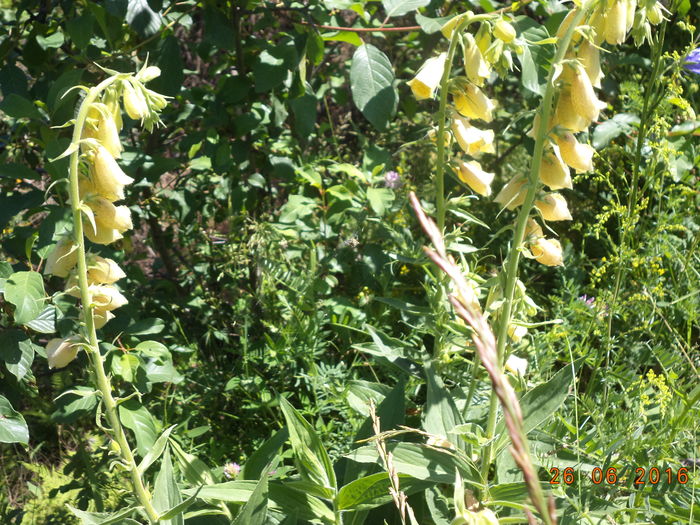 Degetelul inflorit-6 - PLANTE SI FRUNZE DE ARBORI IN HRANA CAPRELOR
