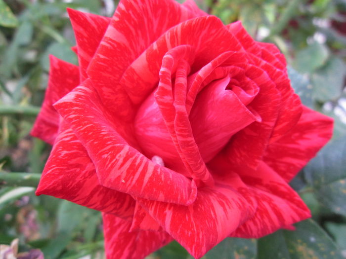 red intuision