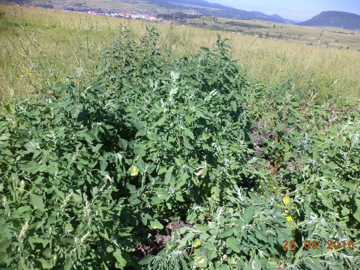 Loboda grasa - PLANTE SI FRUNZE DE ARBORI IN HRANA CAPRELOR