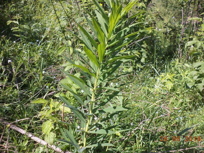 Planta pe care inca nu o cunosc - PLANTE SI FRUNZE DE ARBORI IN HRANA CAPRELOR