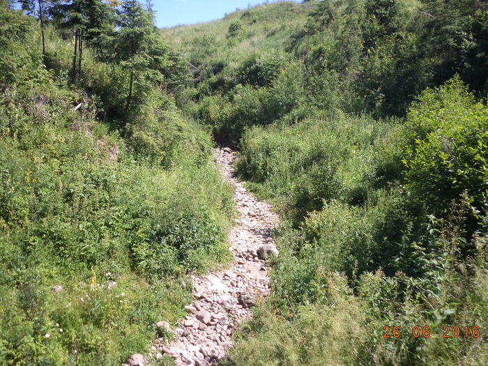 Nu mai curge apa,,, - PLANTE SI FRUNZE DE ARBORI IN HRANA CAPRELOR