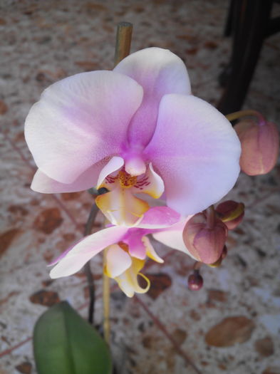 salvata de la dedeman ma bucurat cu flori - Inflorii Orhidee2016