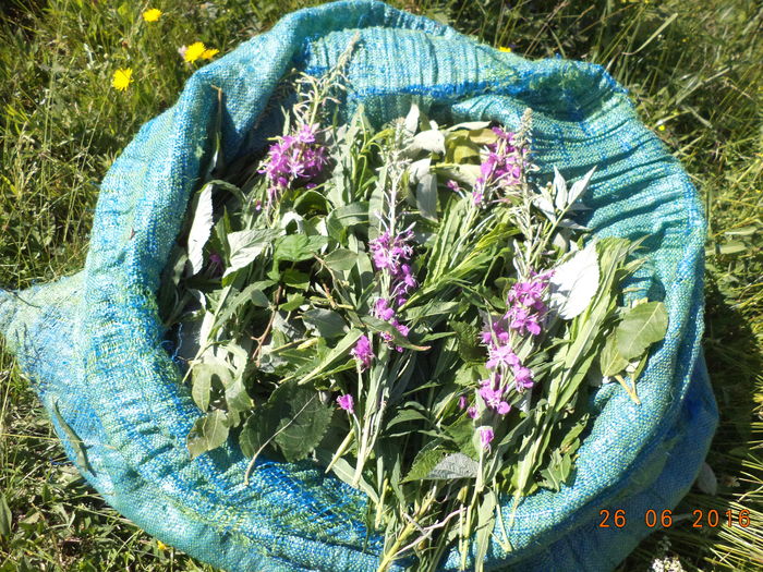 Sacul cu bunatati la Alpine-jh8 - PLANTE SI FRUNZE DE ARBORI IN HRANA CAPRELOR