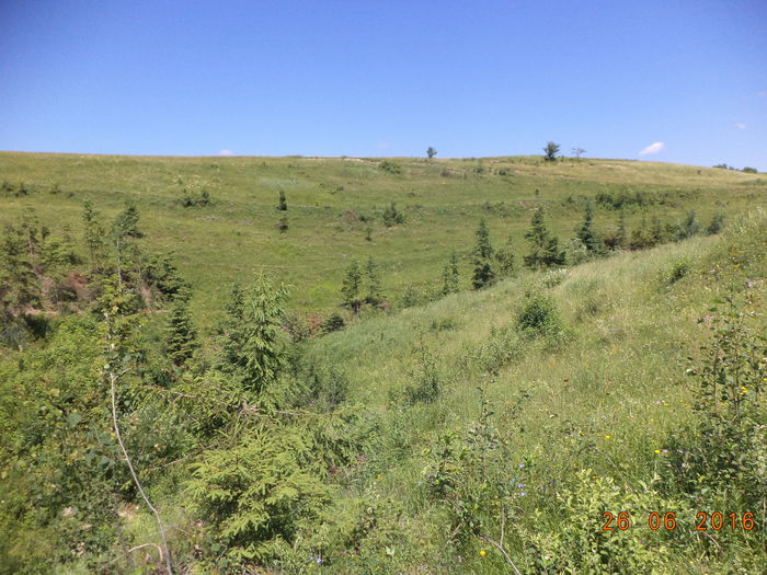 Totul este verde si frumos - PLANTE SI FRUNZE DE ARBORI IN HRANA CAPRELOR