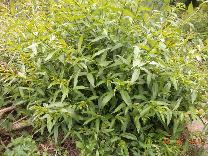 Lastari de salcie alba cruzi-5e - PLANTE SI FRUNZE DE ARBORI IN HRANA CAPRELOR