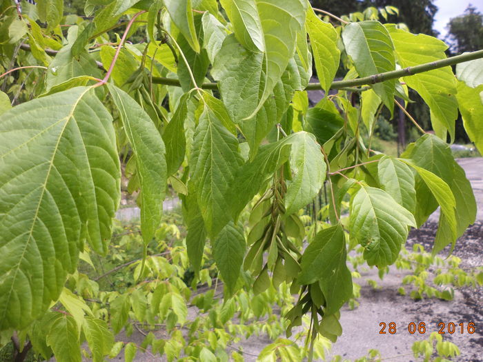 Artar american-1 - PLANTE SI FRUNZE DE ARBORI IN HRANA CAPRELOR